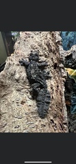 Uroplatus pietschmanni