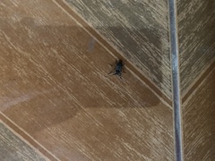 Aegomorphus circumflexus
