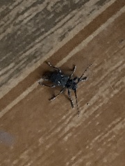 Aegomorphus circumflexus