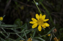 Gutierrezia mandonii