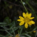 Gutierrezia mandonii - Photo 由 aacocucci 所上傳的 (c) aacocucci，保留部份權利CC BY-NC