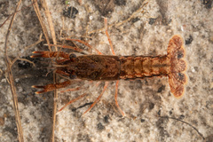 Procambarus vioscai