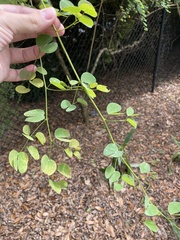 Lysiphyllum winitii