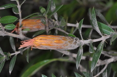 Chuquiraga longiflora