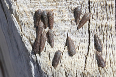 Graphocephala confluens
