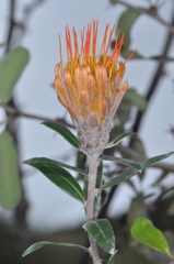 Chuquiraga longiflora