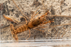 Procambarus vioscai