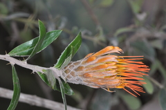 Chuquiraga longiflora