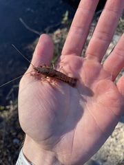 Procambarus vioscai