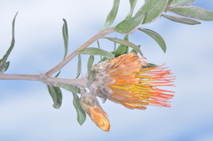 Chuquiraga longiflora