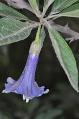 Eriolarynx australis