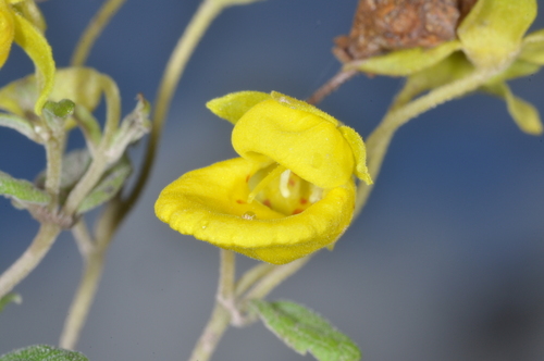 Calceolaria polyclada (Calceolaria polyclada)