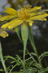 Tagetes campanulata