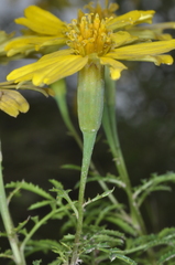 Tagetes campanulata