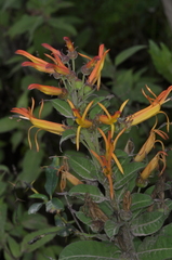 Siphocampylus nemoralis