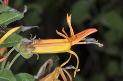 Siphocampylus nemoralis