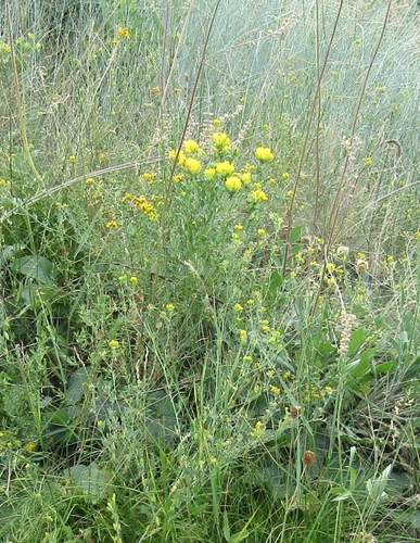 Chamaecytisus austriacus, photograph 1