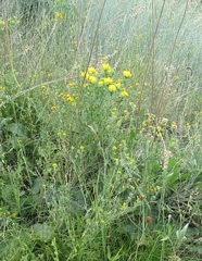 Oleksandr Shynder, CC BY, iNaturalist via GBIF Chamaecytisus austriacus, photograph Oleksandr Shynder, CC BY, iNaturalist via GBIF