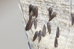 Graphocephala confluens