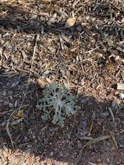 Baileya multiradiata