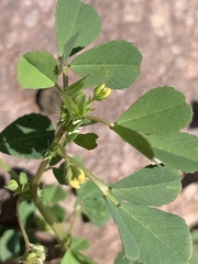 Medicago polymorpha