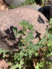 Medicago polymorpha