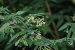 Englerodaphne pilosa