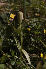 Fritillaria collina