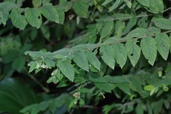 Englerodaphne pilosa