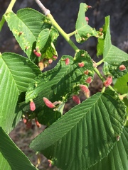 Tetraneura