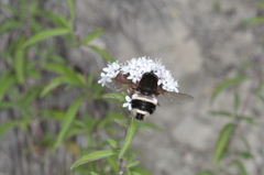 Euprepina