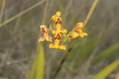 Cyrtochilum densiflorum