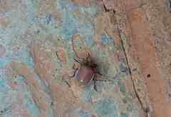 Basicryptus costalis