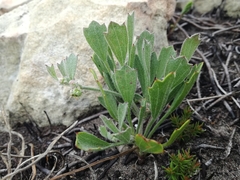 Centella tridentata hermanniifolia