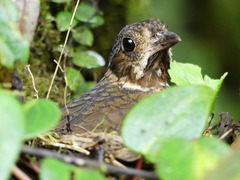 Grallaria guatimalensis