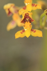 Cyrtochilum densiflorum