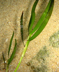 Thalassodendron leptocaule