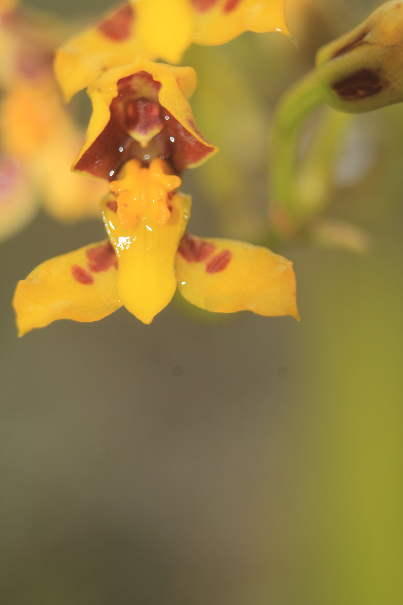 Cyrtochilum densiflorum (Lindl.) Kraenzl.