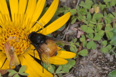 Fidena