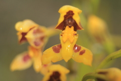 Cyrtochilum densiflorum