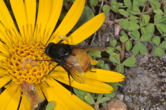Fidena