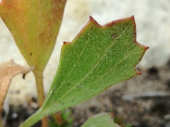Centella tridentata hermanniifolia