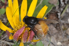 Fidena