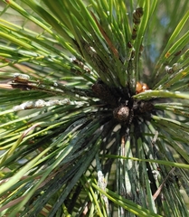 Toumeyella parvicornis