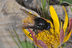 Fidena