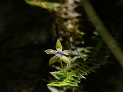 Dichaea morrisii