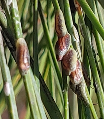 Toumeyella parvicornis