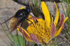 Fidena