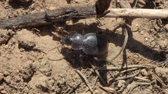 Calosoma luxatum