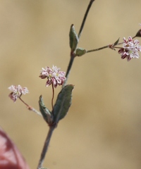 Eriogonum angulosum